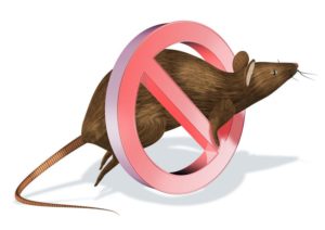 شركة مكافحة حشرات بمكه