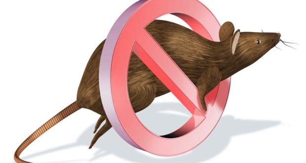 شركة مكافحة حشرات بمكه