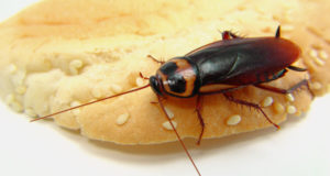 مكافحة حشرات بمكة