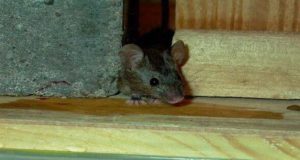 شركة مكافحة حشرات بمكه