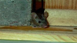 شركة مكافحة حشرات بمكه