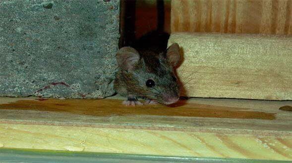 شركة مكافحة حشرات بمكه