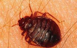 مكافحة حشرات مكة