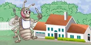 مكافحة حشرات مكة