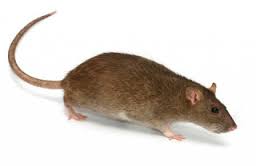 مكافحة حشرات مكة