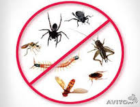 مكافحة حشرات مكة المكرمة