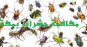 مكافحة حشرات بمكة