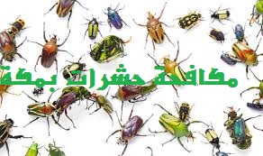 مكافحة حشرات بمكة