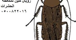 مكافحة الحشرات بمكة