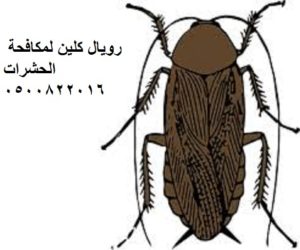 مكافحة الحشرات بمكة