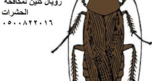 مكافحة الحشرات بمكة