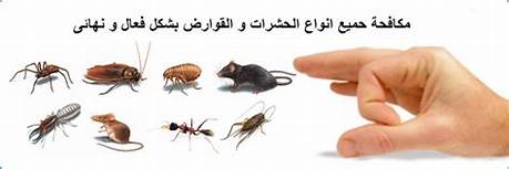 شركة مكافحة حشرات بمكه