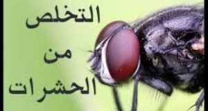 القضاء على الحشرات نهائيًا