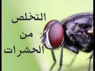 القضاء على الحشرات نهائيًا